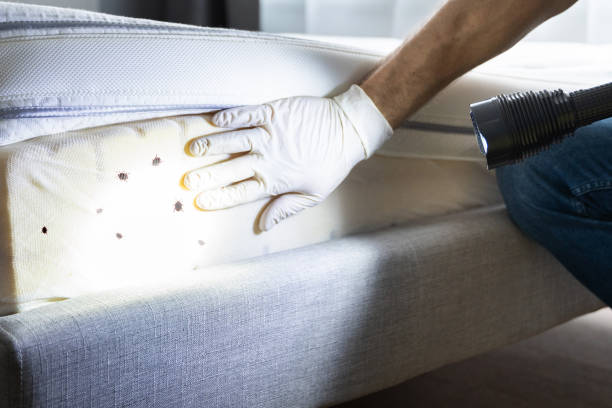 Best Mosquito Control Services  in Dundee, NY