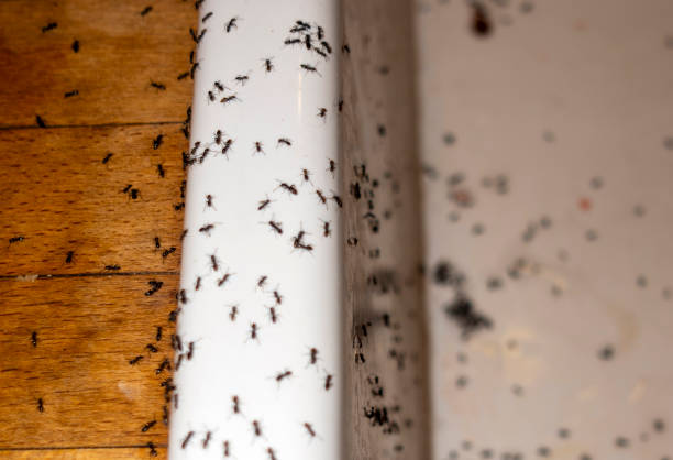 Best Cockroach Control Services  in Dundee, NY