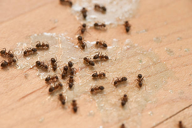 Best Wasp Removal Services  in Dundee, NY