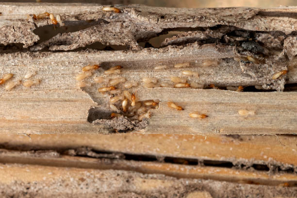 Best Pest Control Treatment  in Dundee, NY