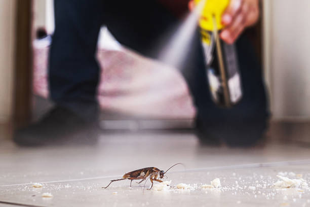 Best Local Pest Control Services  in Dundee, NY