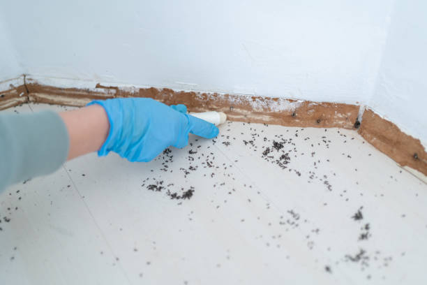 Best Emergency Pest Control  in Dundee, NY